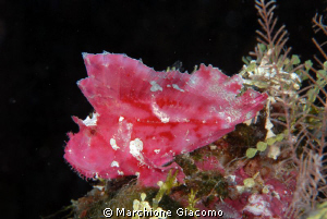 The red leaf:Wakatobi2010
Nikon D200, 60 micro,twin strobo by Marchione Giacomo 